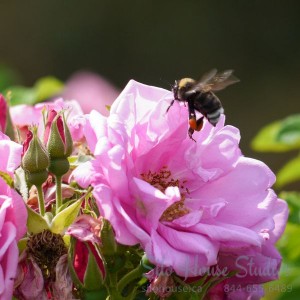 Bee on Pink