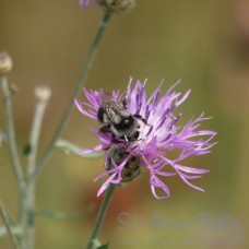 Bee on Purple