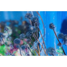 Dried Blue Flowers