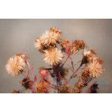 Dried Red Flowers